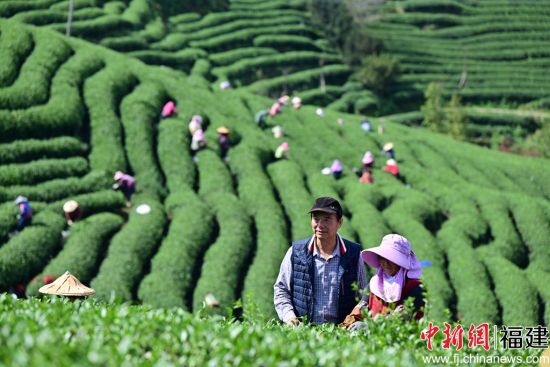 抓住时代机遇！乌龙茶大团圆献礼两岸融合发展战略